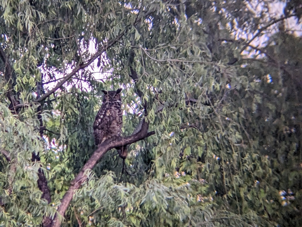 Great Horned Owl - ML619864397