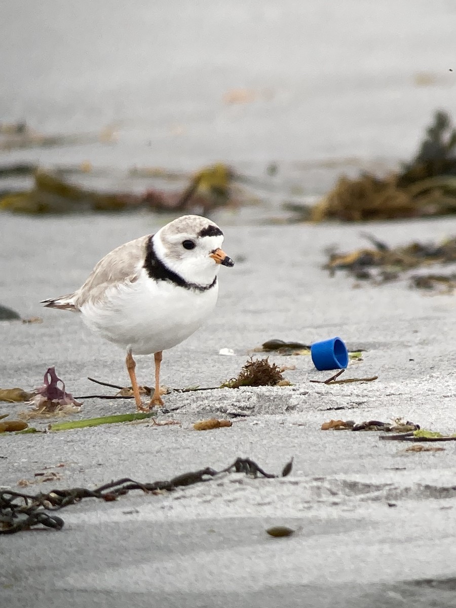 Piping Plover - ML619864402