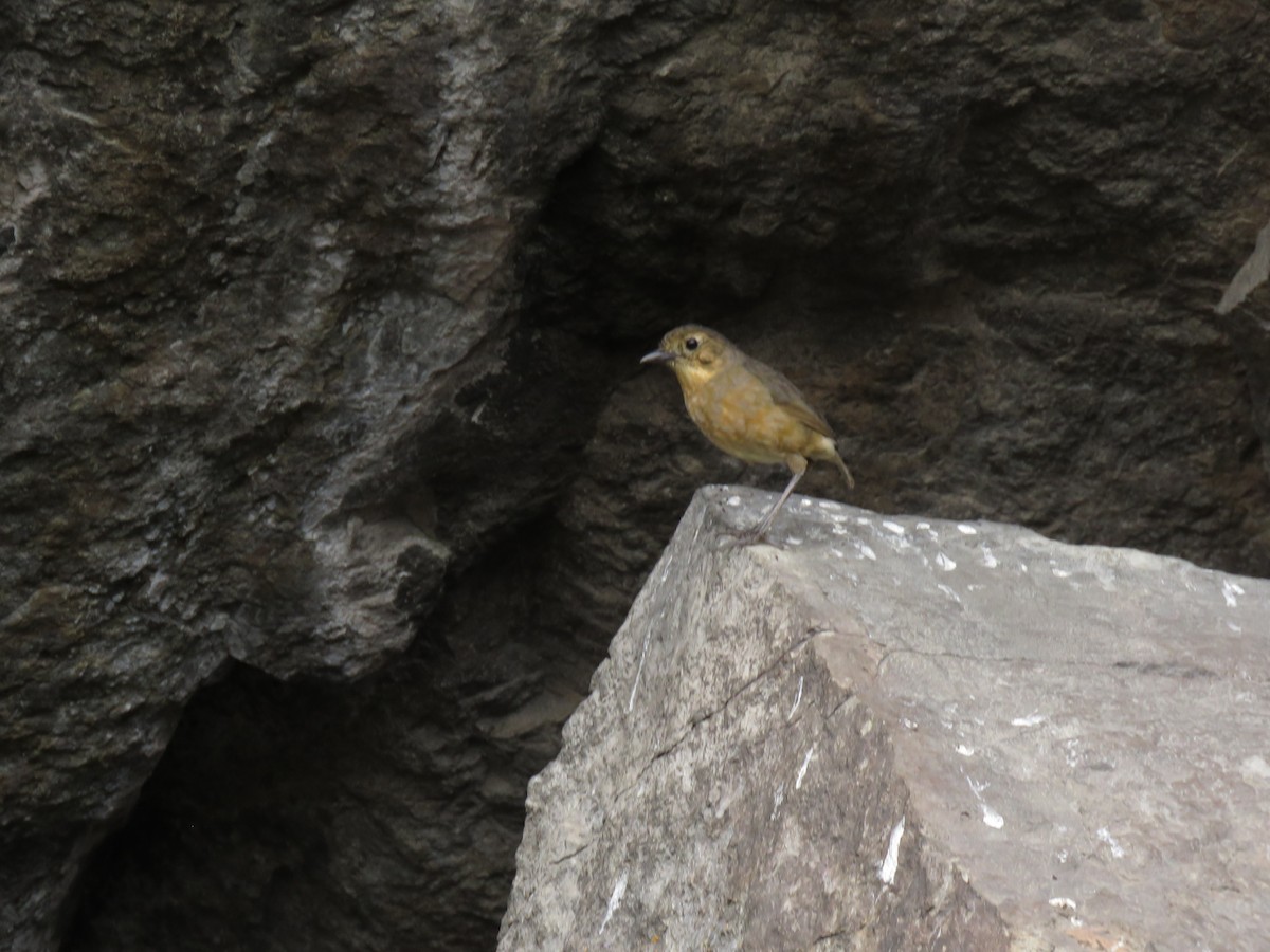 Tawny Antpitta - ML619864407