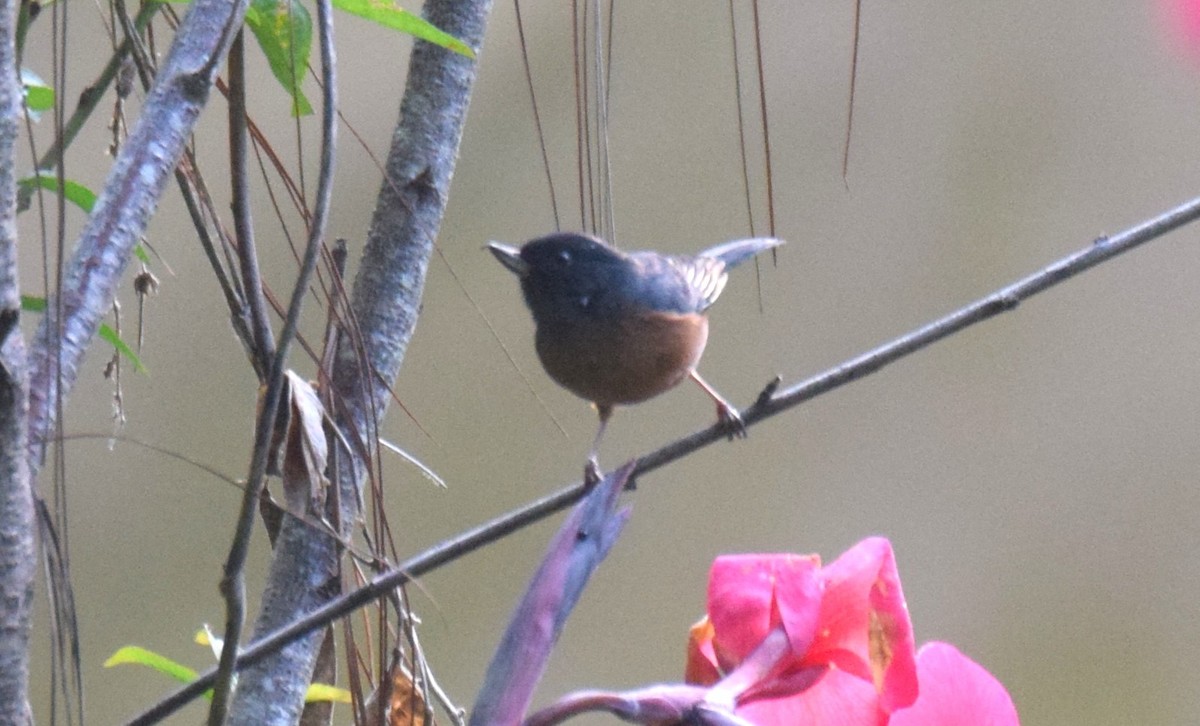 Pinchaflor Ventricanelo - ML619864425