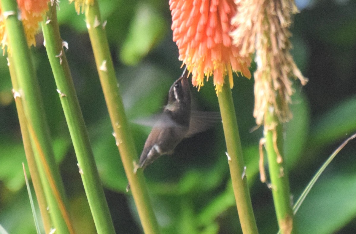 kolibřík ametystohrdlý - ML619864438