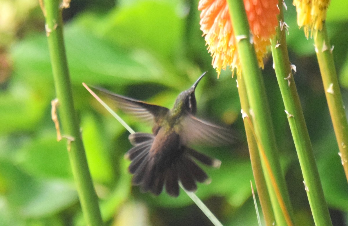 Colibrí Amatistino - ML619864439