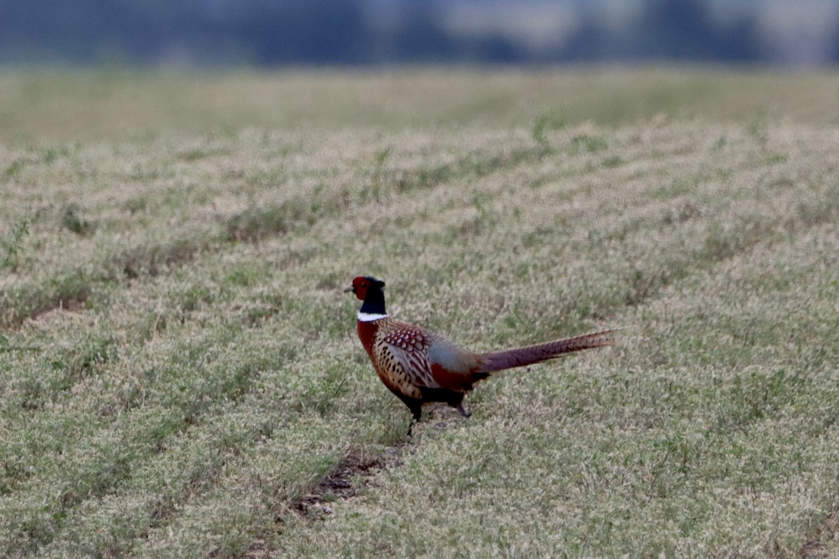 Ring-necked Pheasant - ML619864446