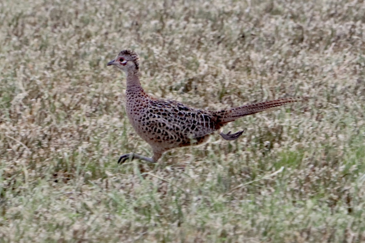Ring-necked Pheasant - ML619864458