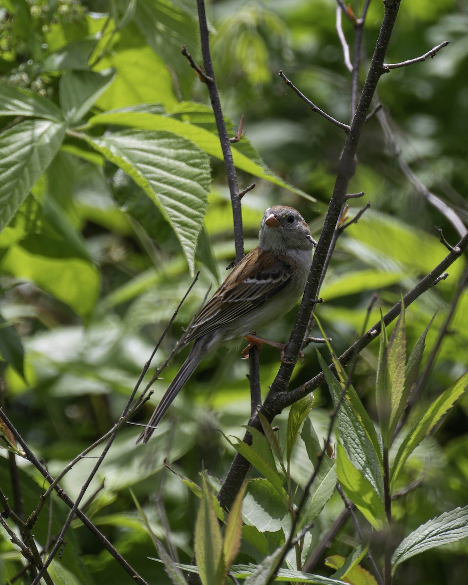 Field Sparrow - ML619864459