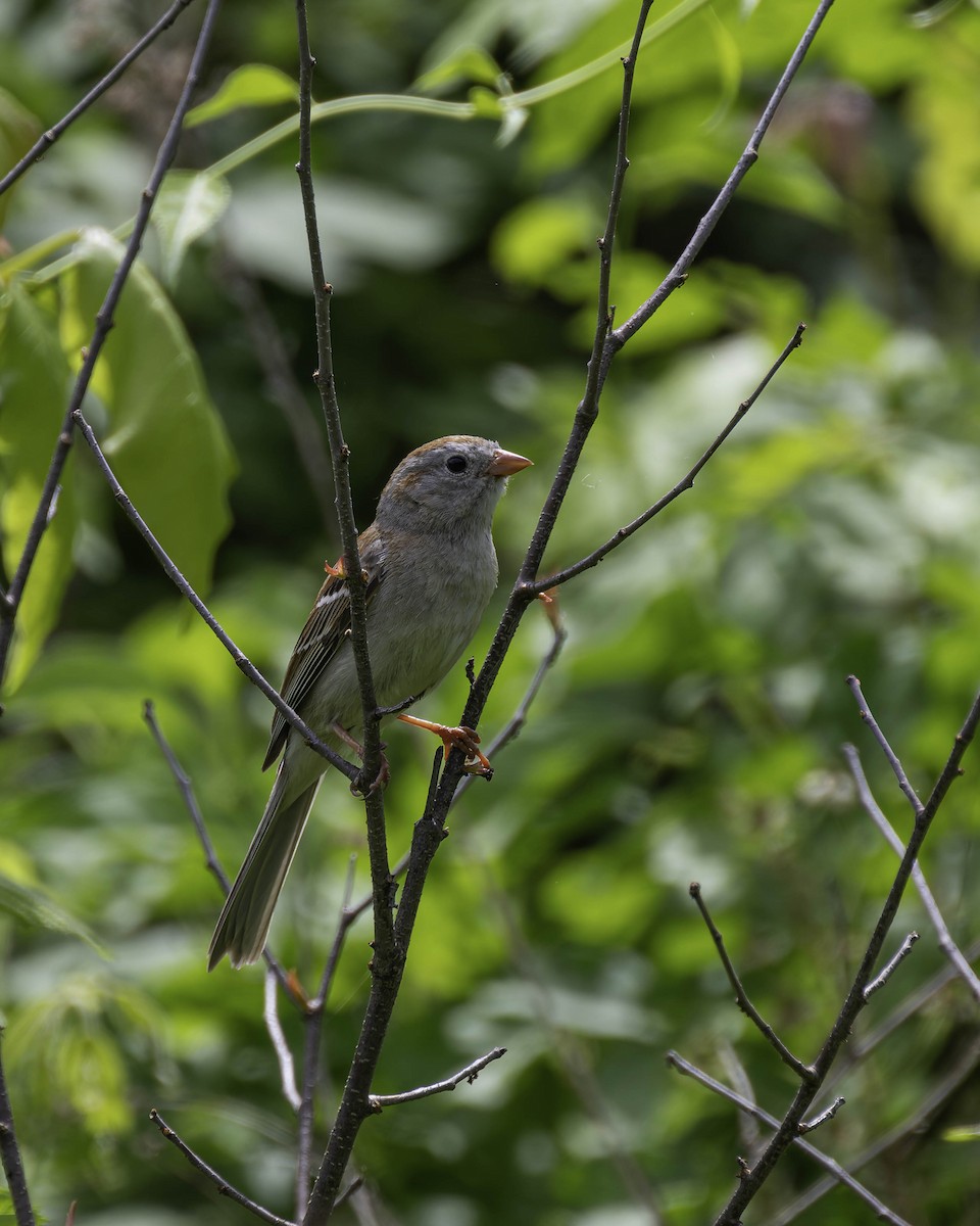 Field Sparrow - ML619864460