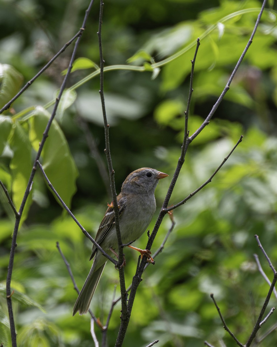 Field Sparrow - ML619864461