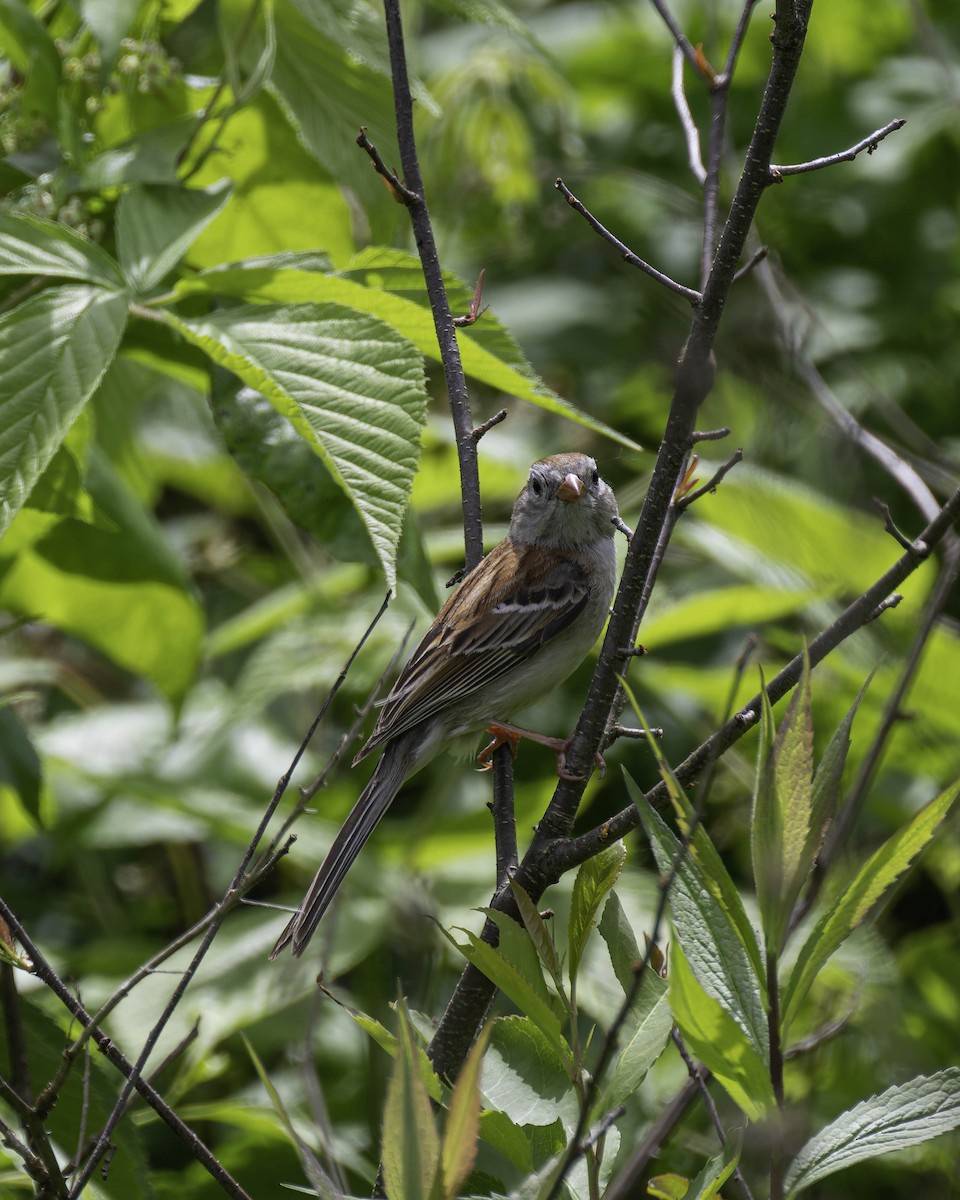 Field Sparrow - ML619864463