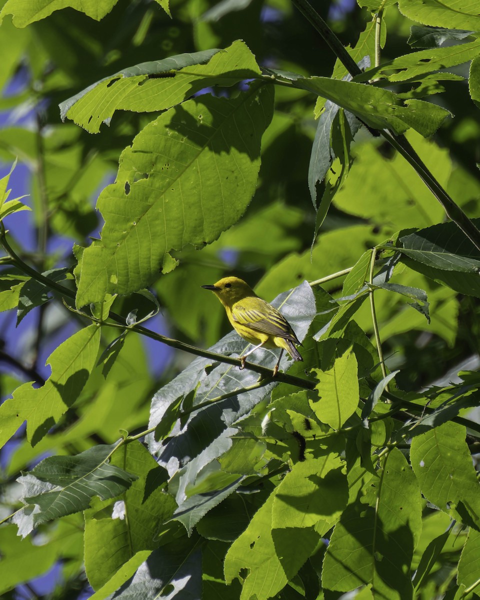 Yellow Warbler - ML619864469