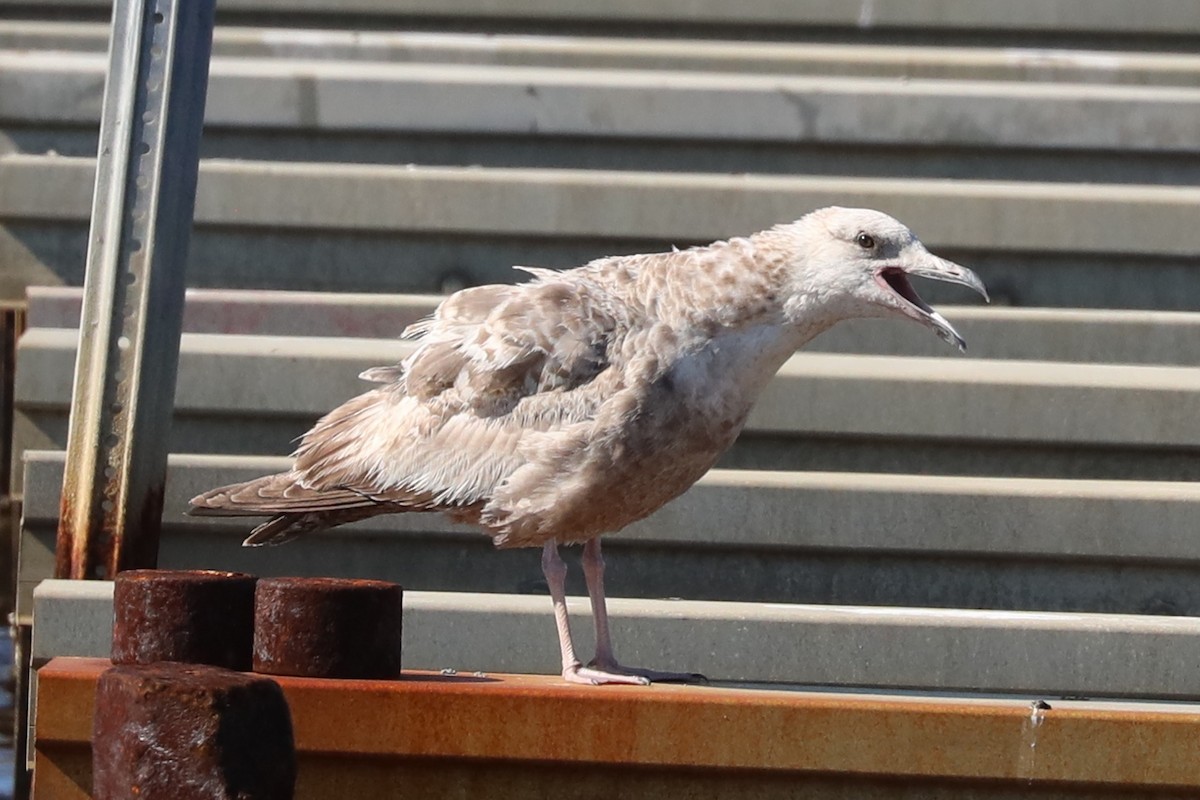 Herring Gull - ML619864494