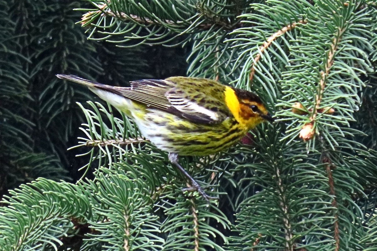 Cape May Warbler - ML619864500