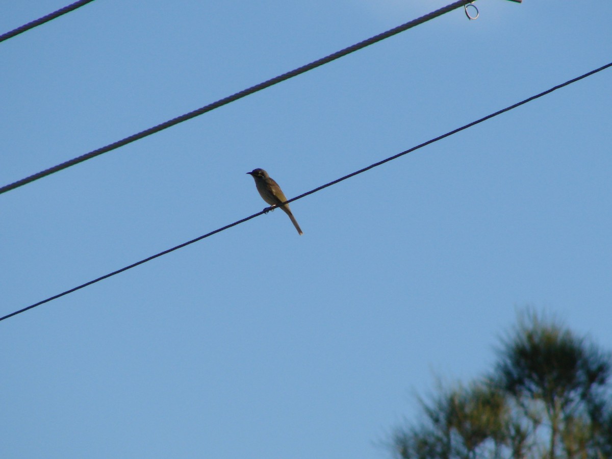 Yellow-faced Honeyeater - ML619864507