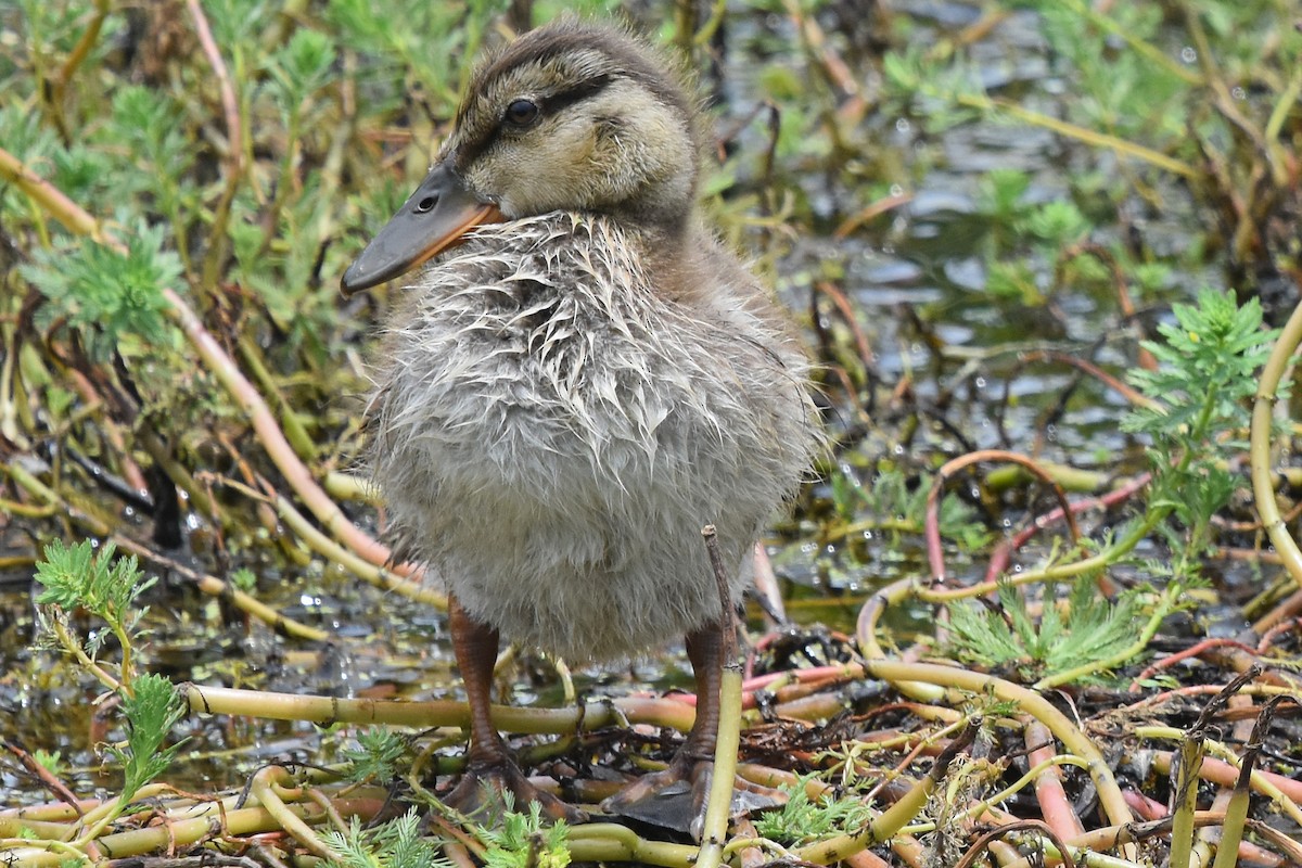 Canard colvert - ML619864509