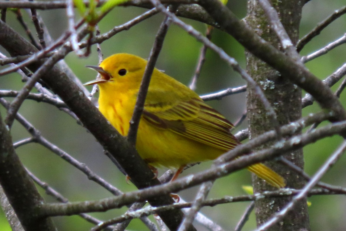 Yellow Warbler (Northern) - ML619864516
