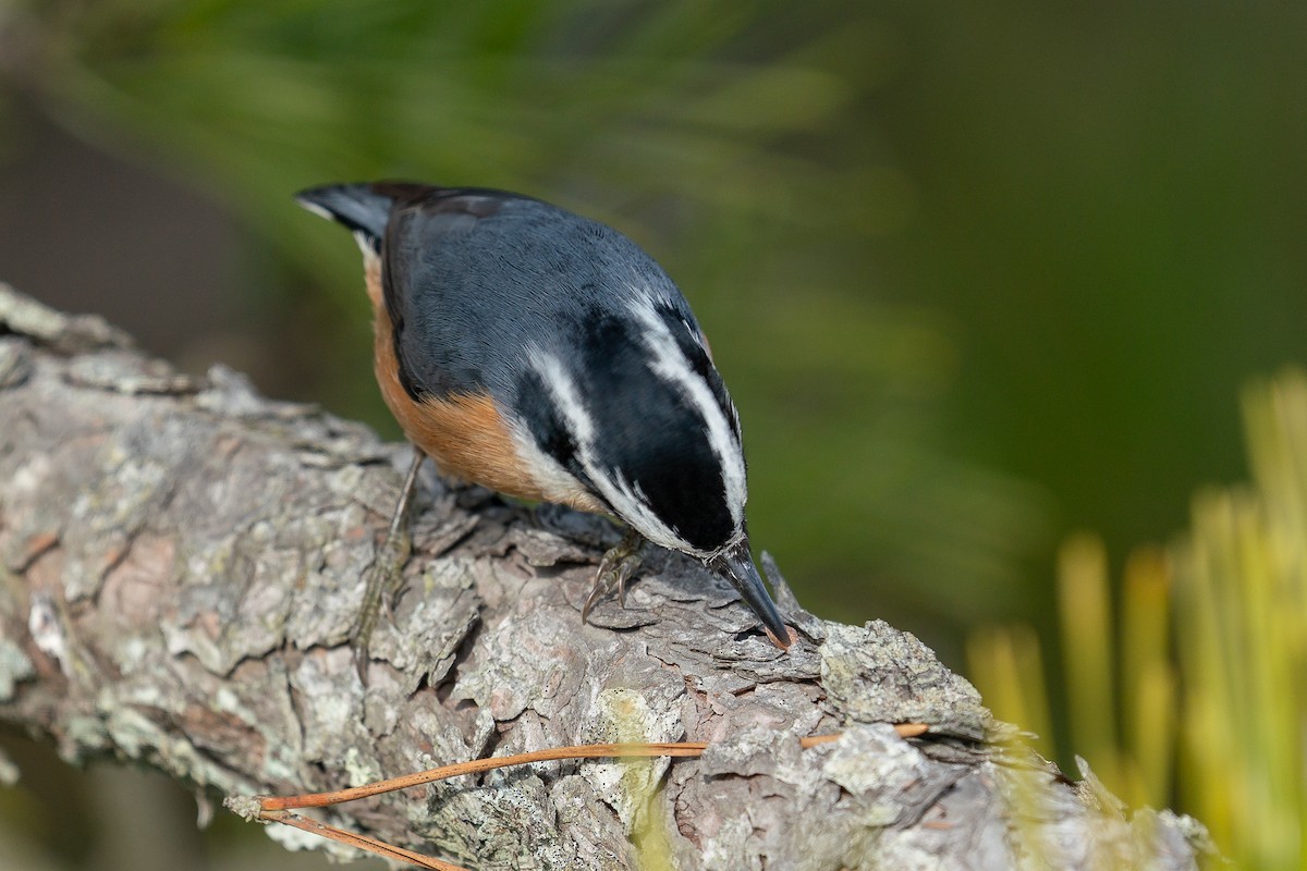 Red-breasted Nuthatch - ML619864523