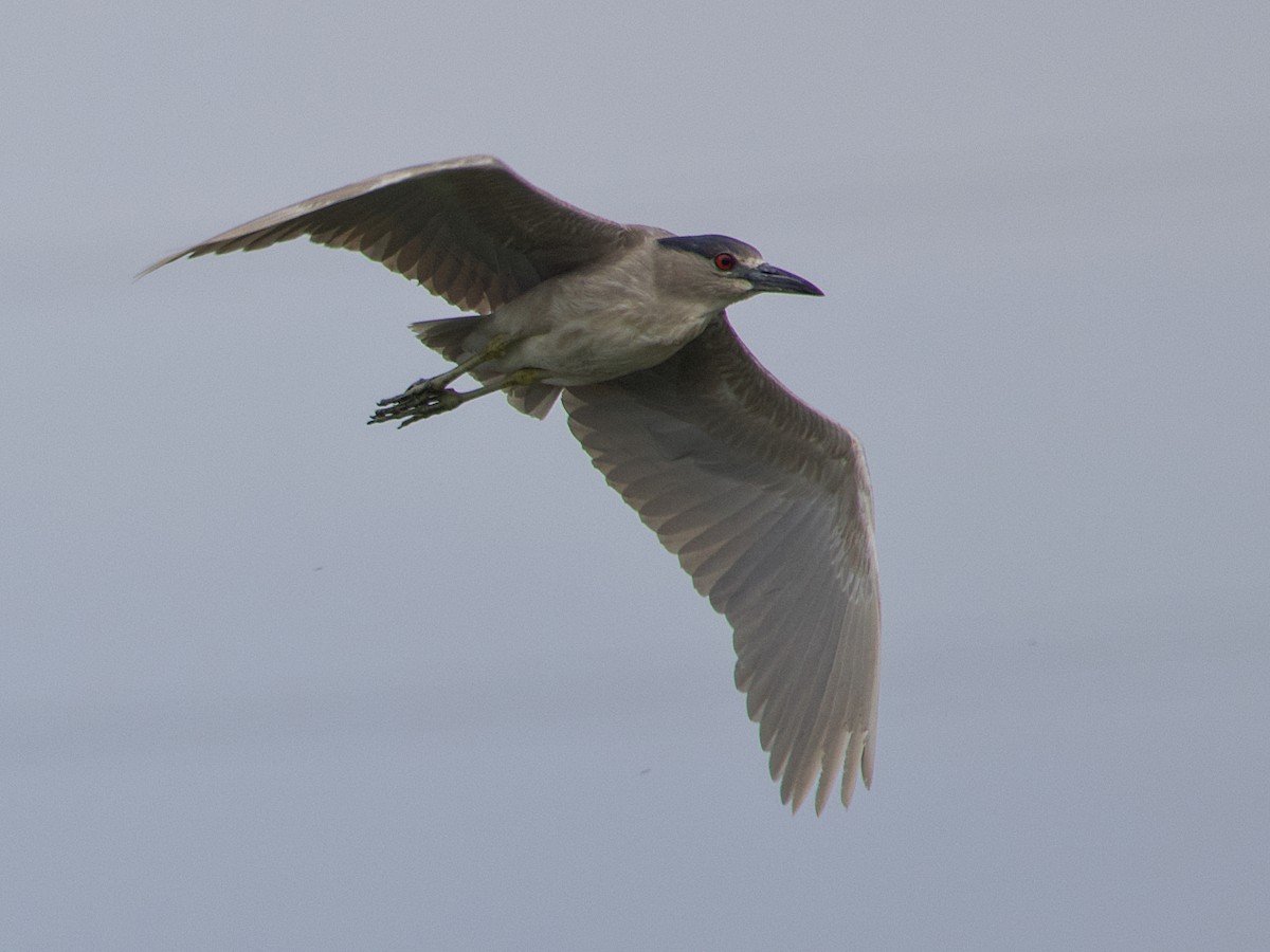 Black-crowned Night Heron - ML619864524