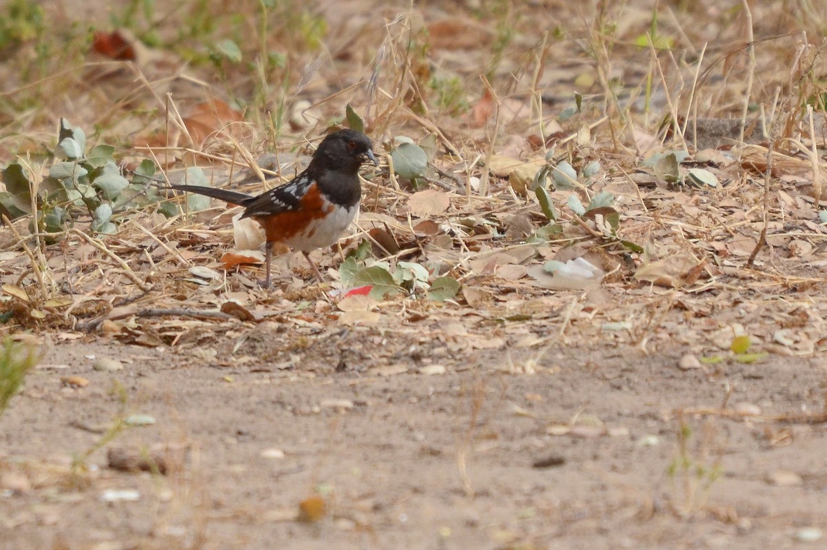 Spotted Towhee - ML619864535