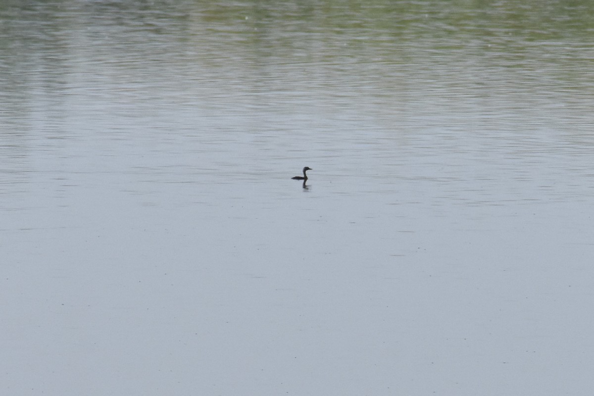 Least Grebe - ML619864537