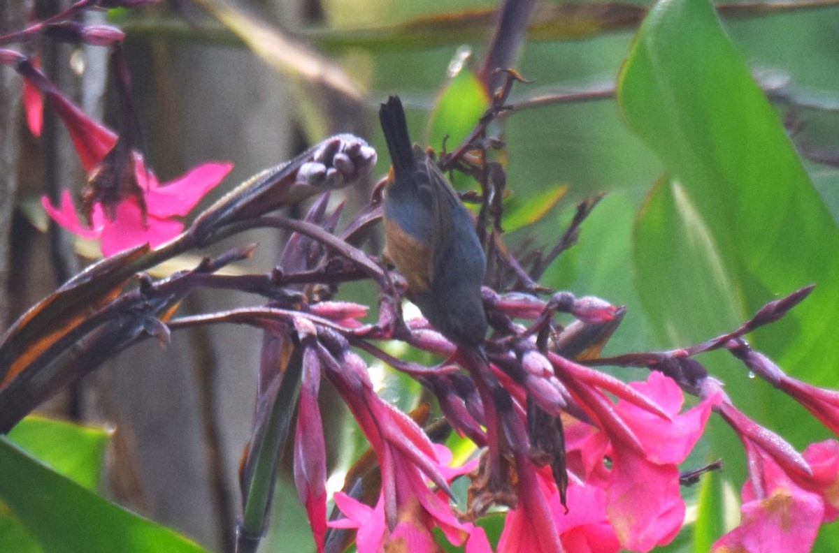 Cinnamon-bellied Flowerpiercer - ML619864554