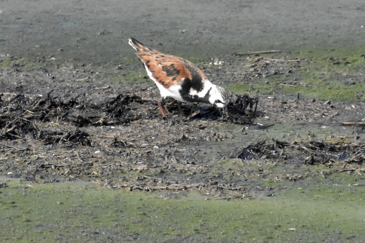 Ruddy Turnstone - ML619864556