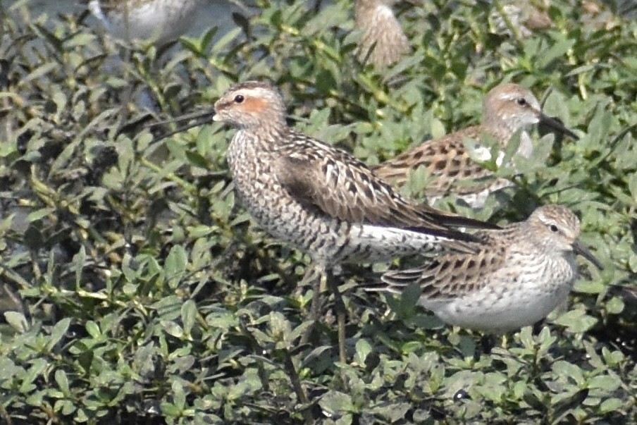 Stilt Sandpiper - ML619864564