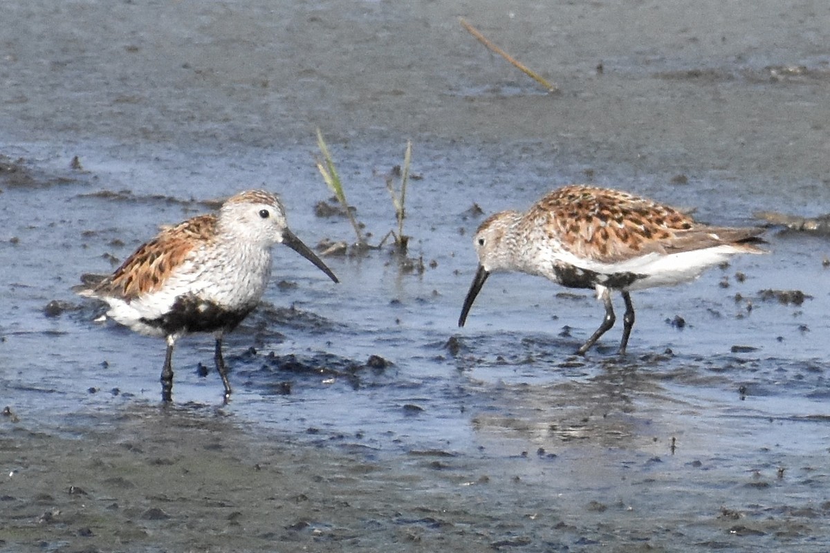 Dunlin - ML619864567