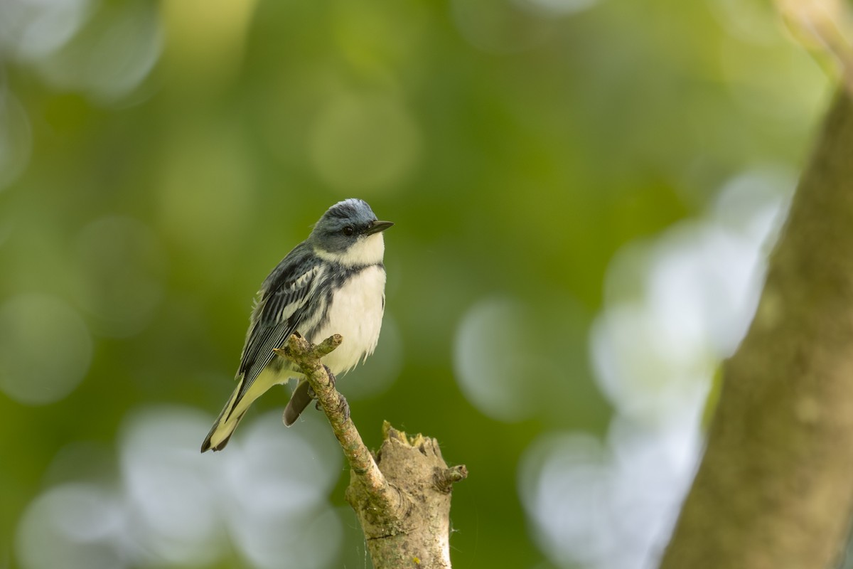 Cerulean Warbler - ML619864577