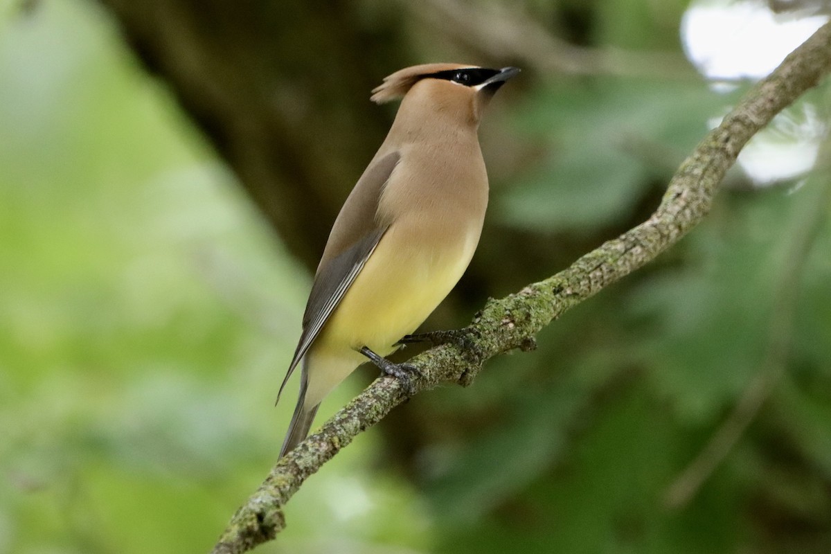 Cedar Waxwing - ML619864582