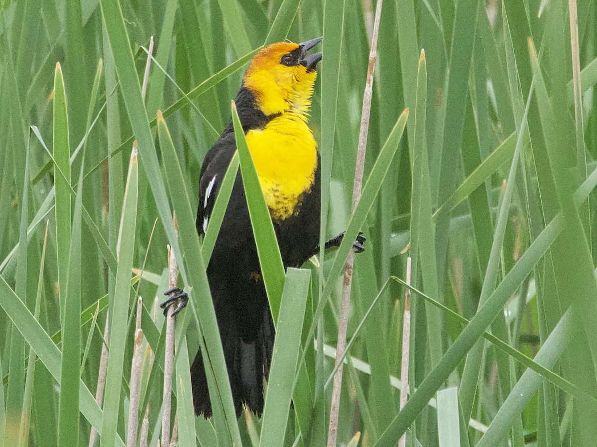 Yellow-headed Blackbird - ML619864586