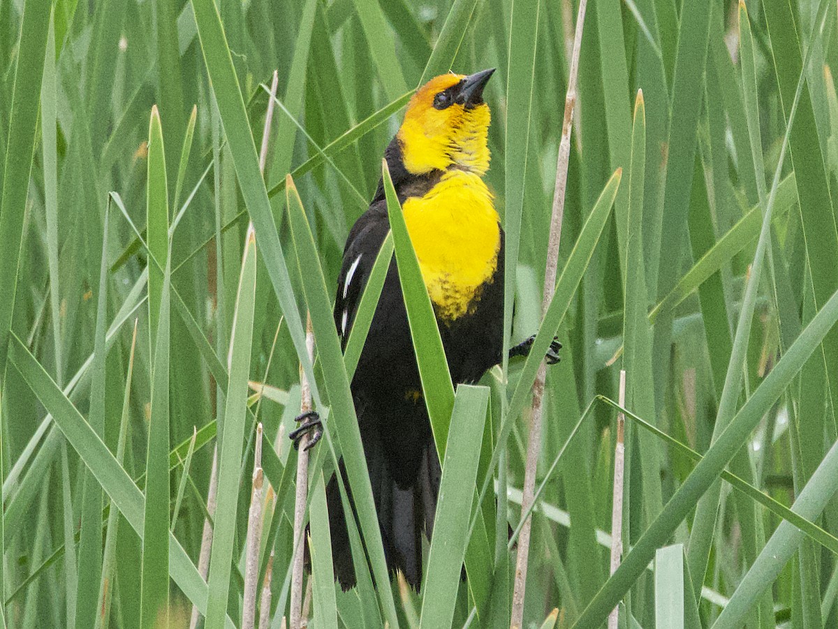 Yellow-headed Blackbird - ML619864587