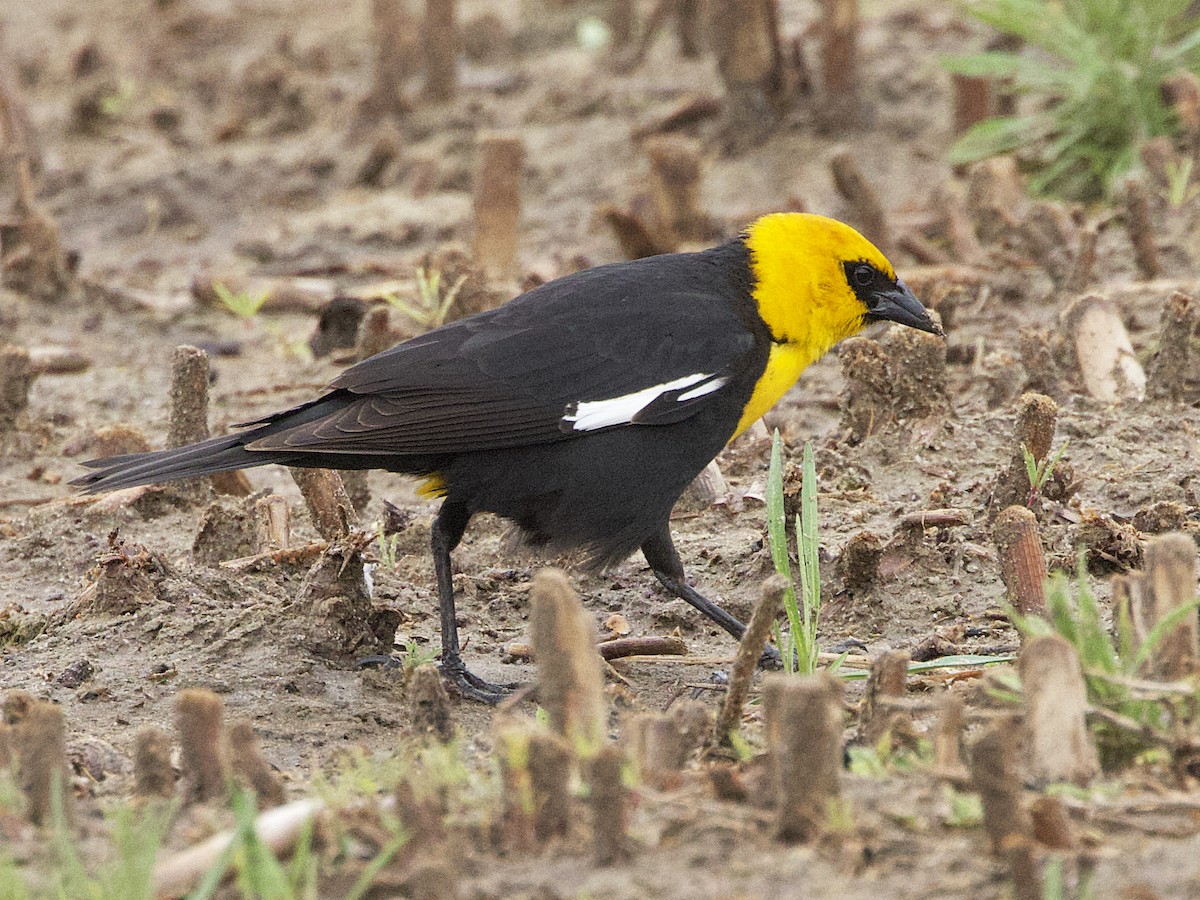 Yellow-headed Blackbird - ML619864591