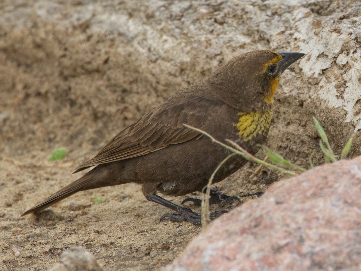 Yellow-headed Blackbird - ML619864592