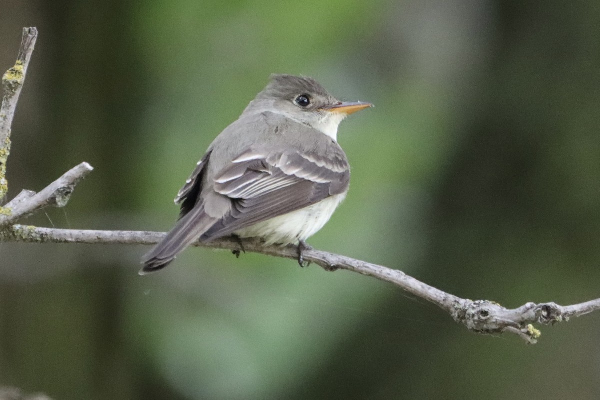 Eastern Wood-Pewee - ML619864593