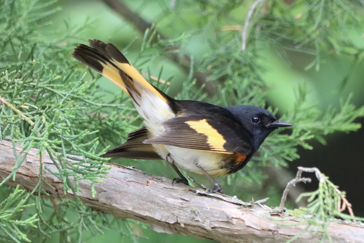 American Redstart - ML619864603