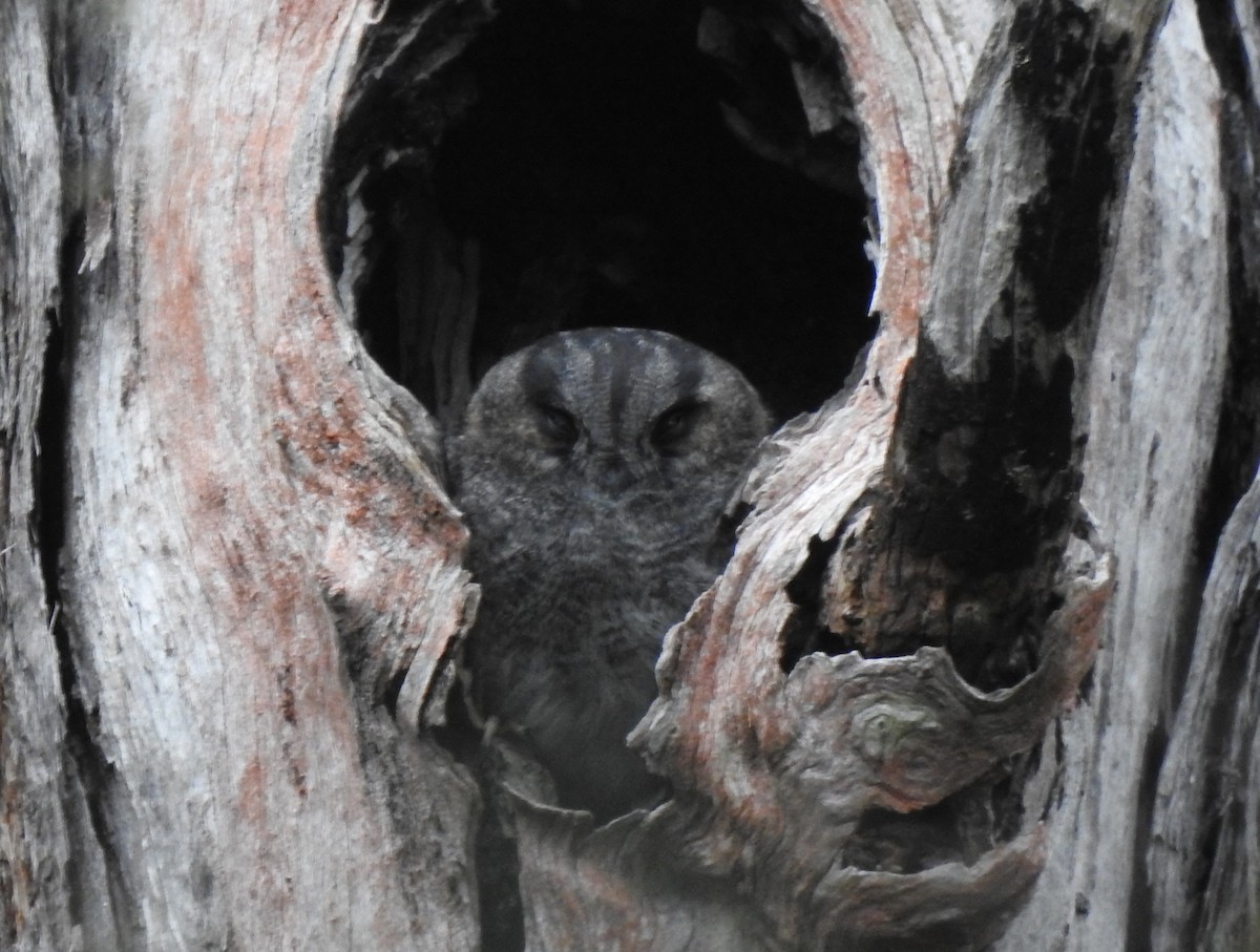 Australian Owlet-nightjar - ML619864607
