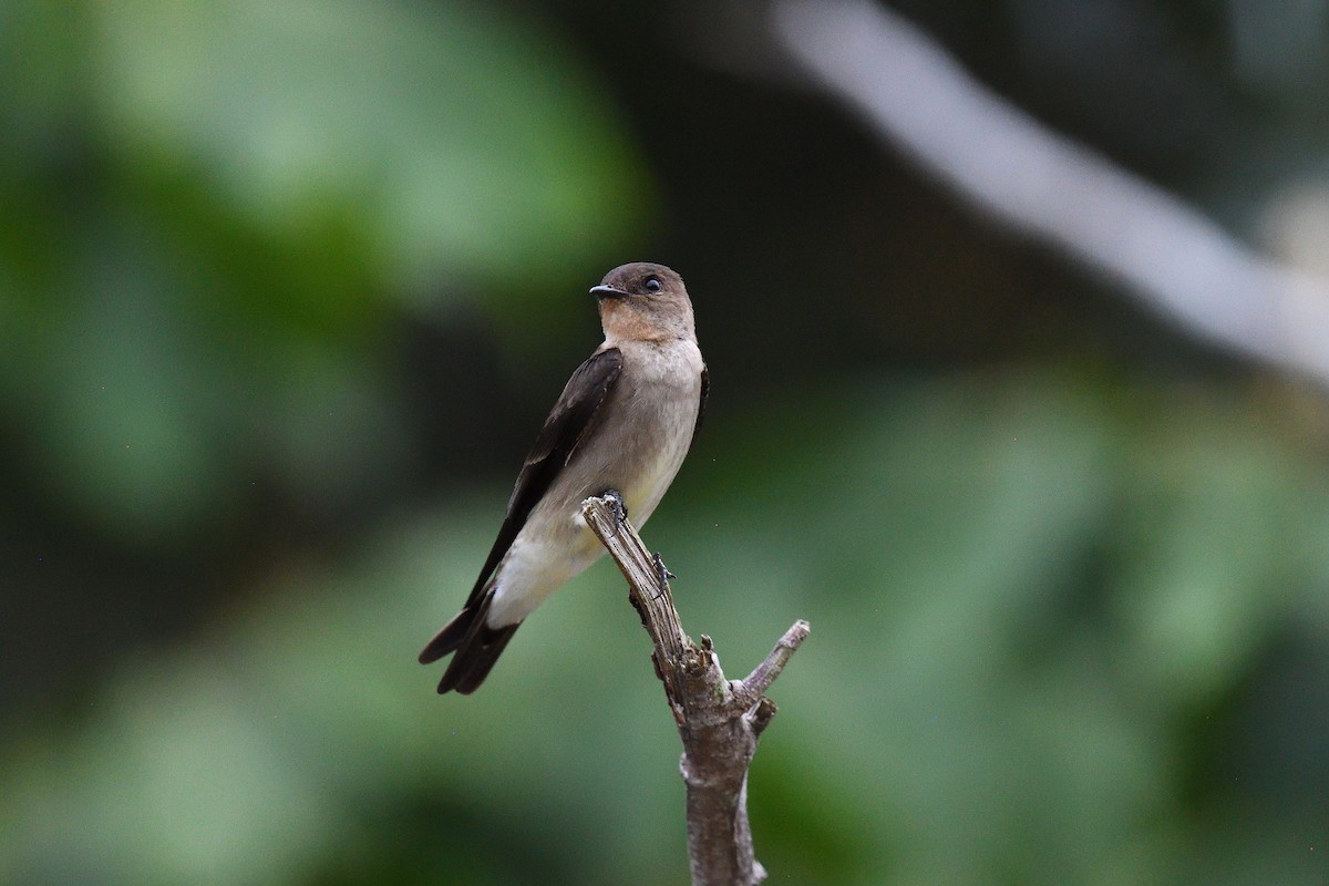 Southern Rough-winged Swallow - ML619864630