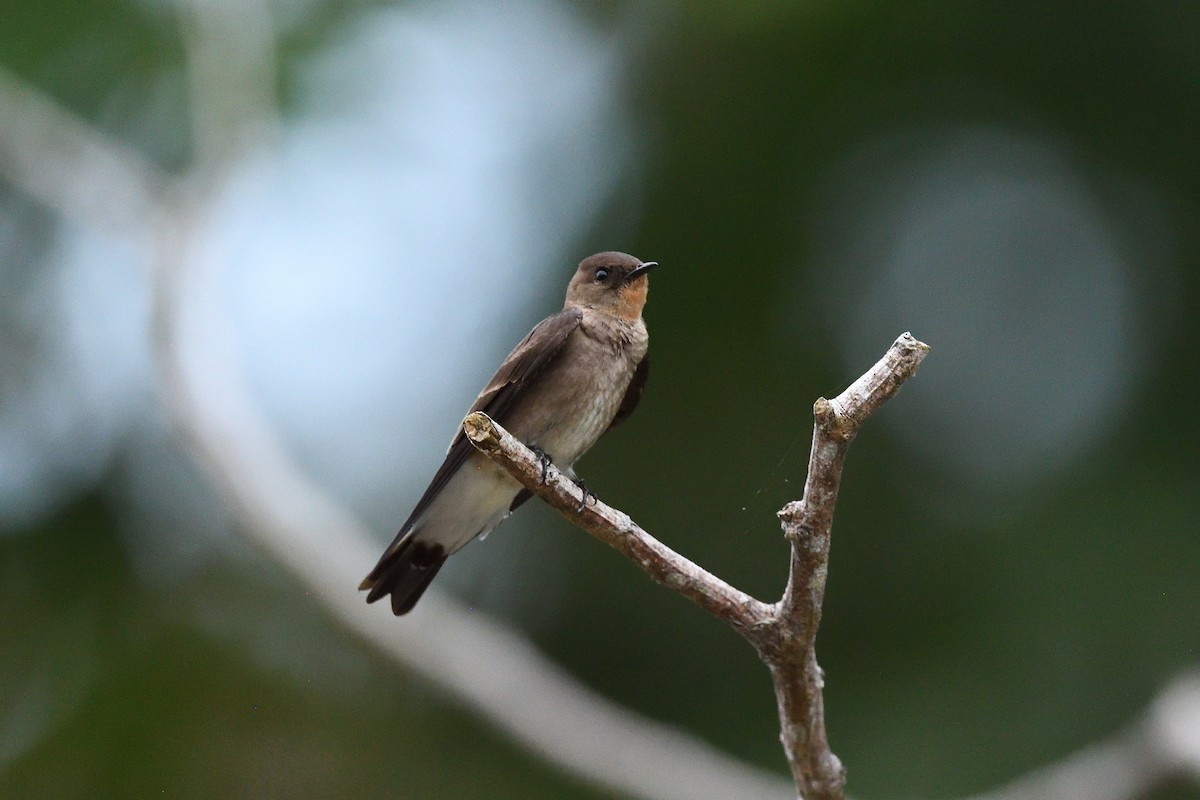 Southern Rough-winged Swallow - ML619864631