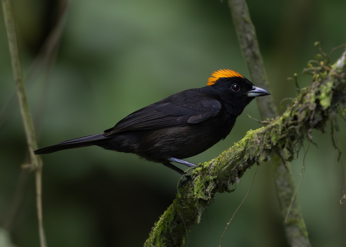 Tawny-crested Tanager - ML619864650