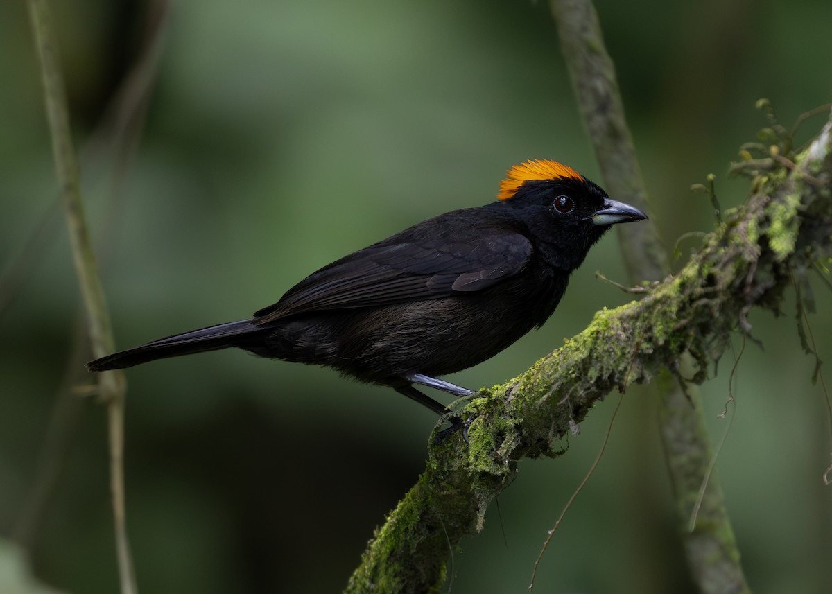 Tawny-crested Tanager - ML619864651