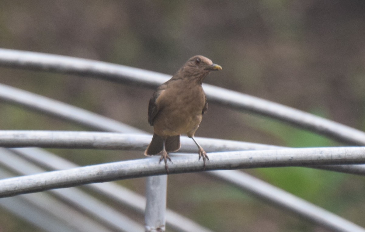 Clay-colored Thrush - ML619864653