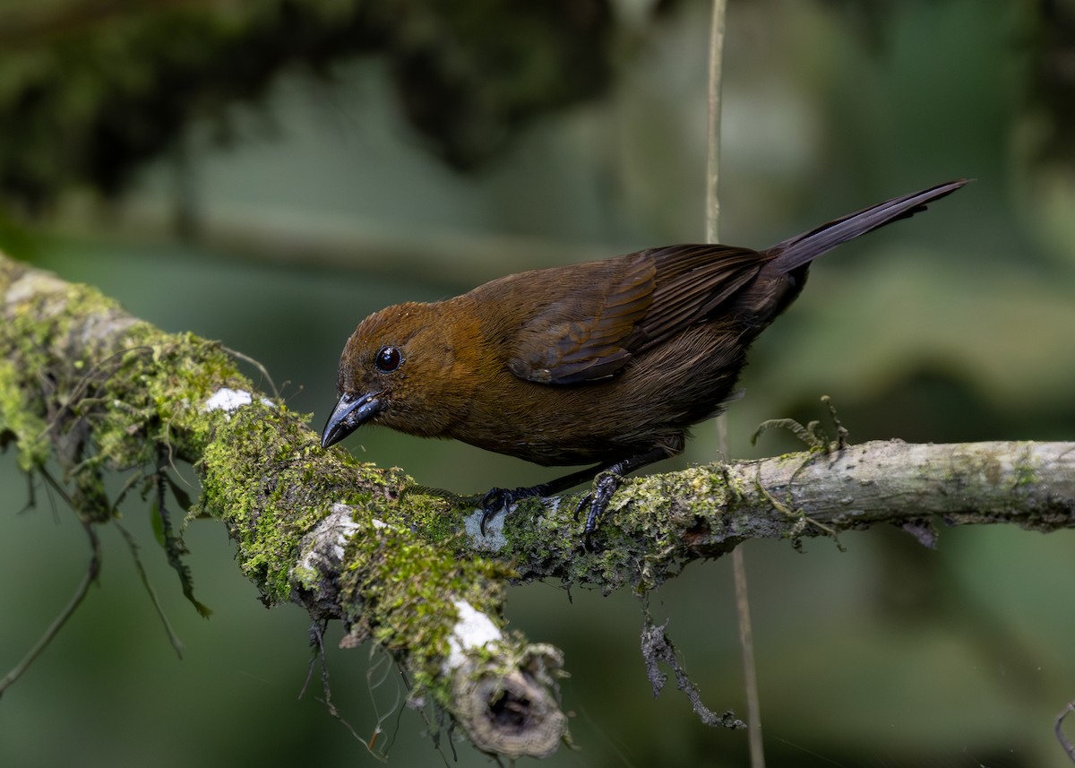 Tawny-crested Tanager - ML619864654