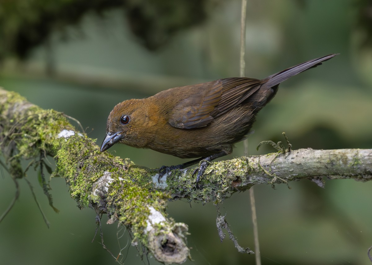 Tawny-crested Tanager - ML619864655