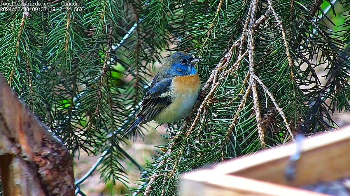 Lazuli Bunting - ML619864666