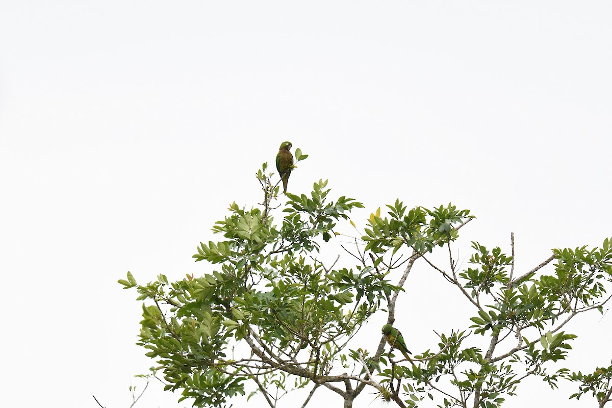 Olive-throated Parakeet - ML619864672