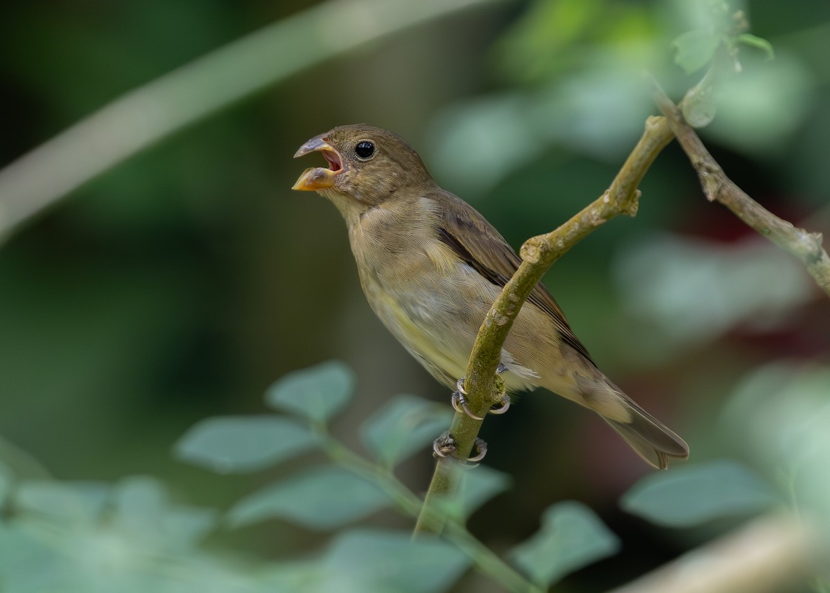 Slate-colored Seedeater - ML619864688