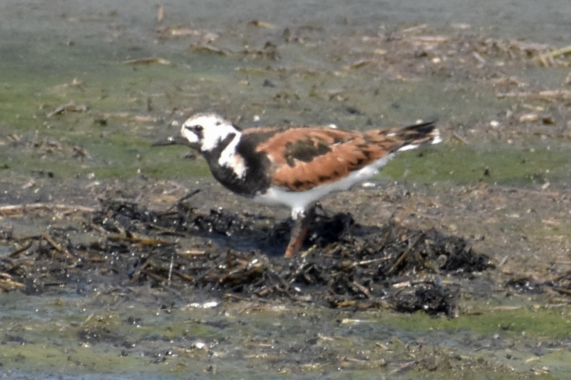 Ruddy Turnstone - ML619864698