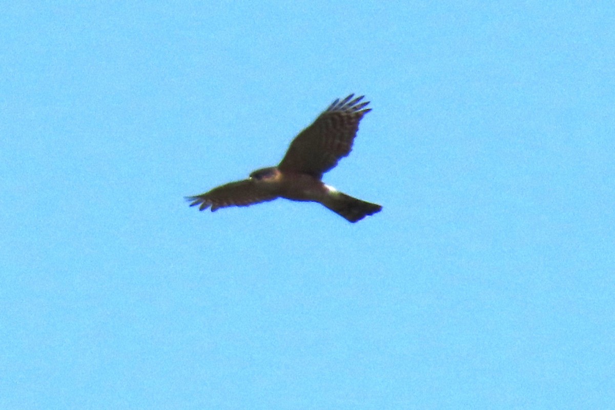 Sharp-shinned Hawk - ML619864702