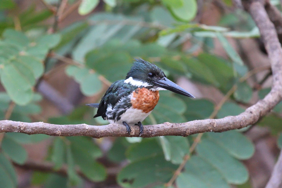 Amazon Kingfisher - ML619864710