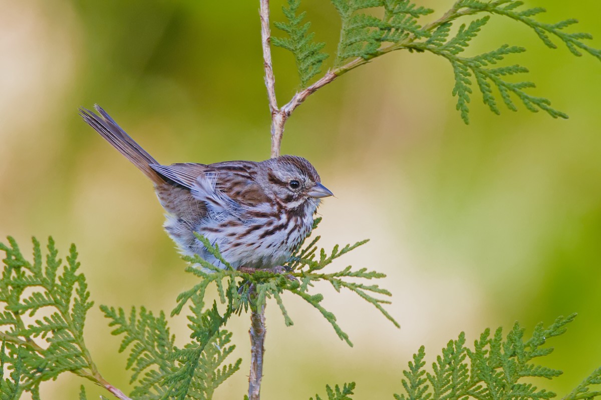 Song Sparrow - ML619864723