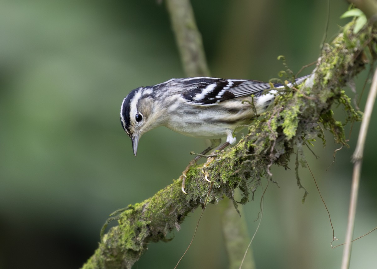 Black-and-white Warbler - ML619864725